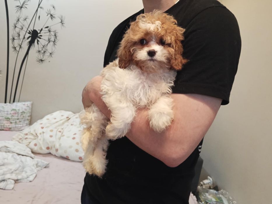 Cavapoo dziewczynka