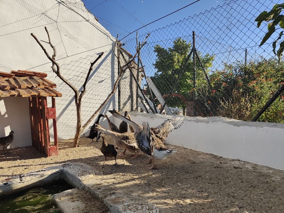 Gansos Sinaleiros, chinês, Guiné