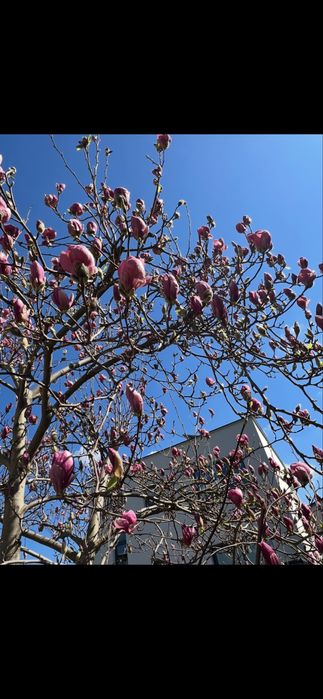 Magnolia , nasiona 20 sztuk , drzewo do 16m