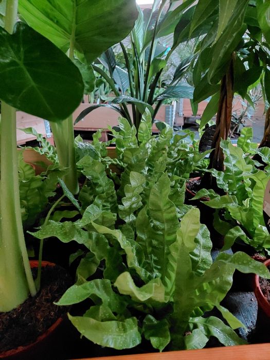 Asplenium "crispy wave" paproć gniazdowa  WYSYŁKA