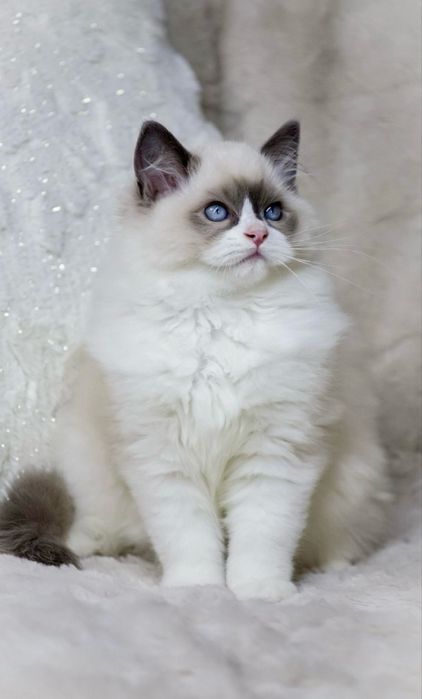 Регдолл неймовірна порода