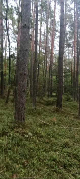 Działka leśna sosnowa Bełchatów