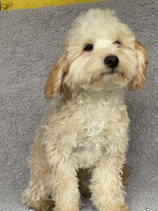 Хлопчик мальтіпу