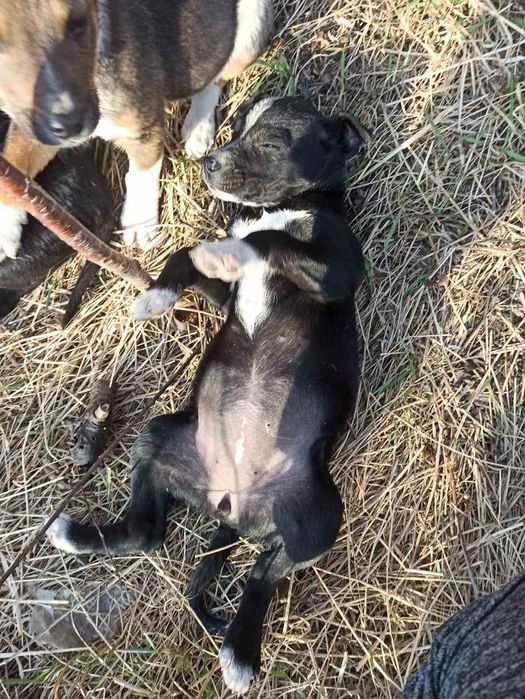 Маленькі гарні цуценята