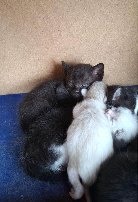 Gatinhos para adocao