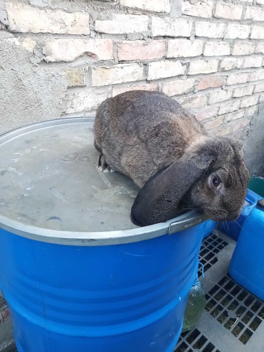 Króliki Baran francuzki