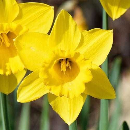 нарциссы крупные желтые
