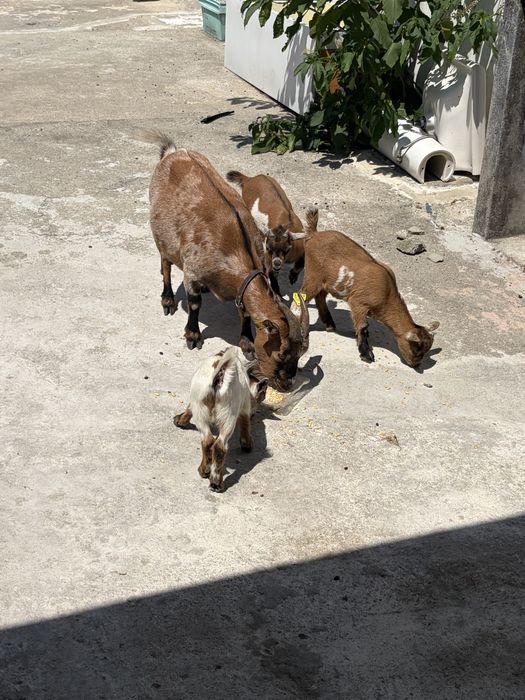 Cabras Racça Anã.