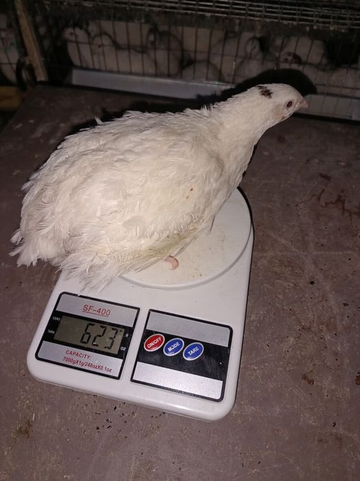 Яйце інкубаційне селекція перепела Техас, естонскі - яйцо инкубационно