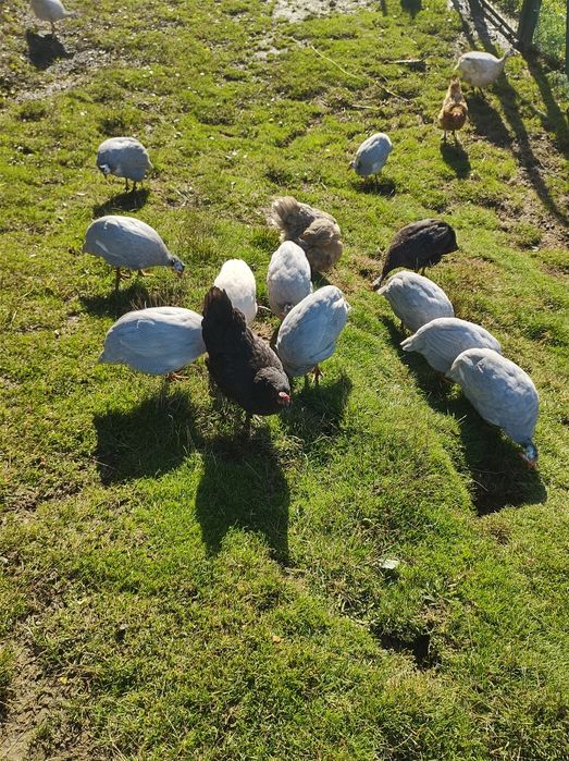 Perliczki tegoroczne