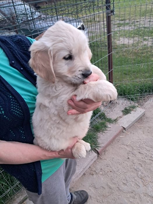 Goden retriever szczeniaki