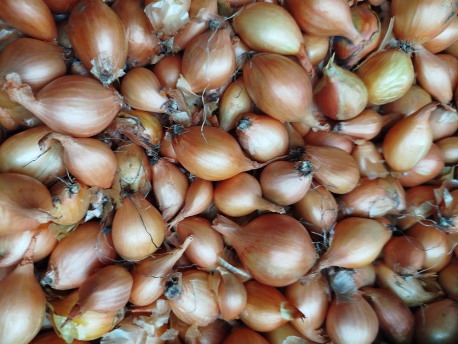 Цибуля кущівка.(Кущевка). Все в описі.