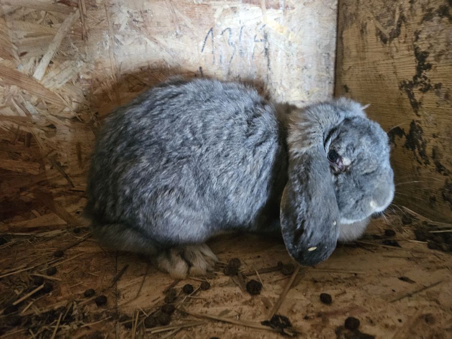 Królik Baran francuski