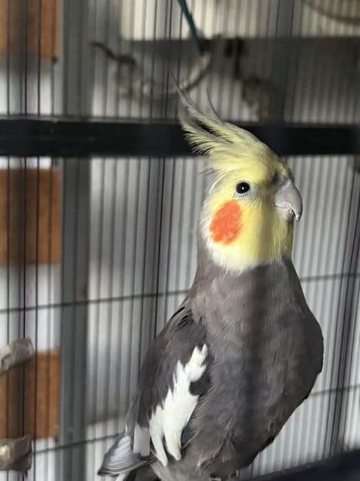 Vendo Casal de Caturras