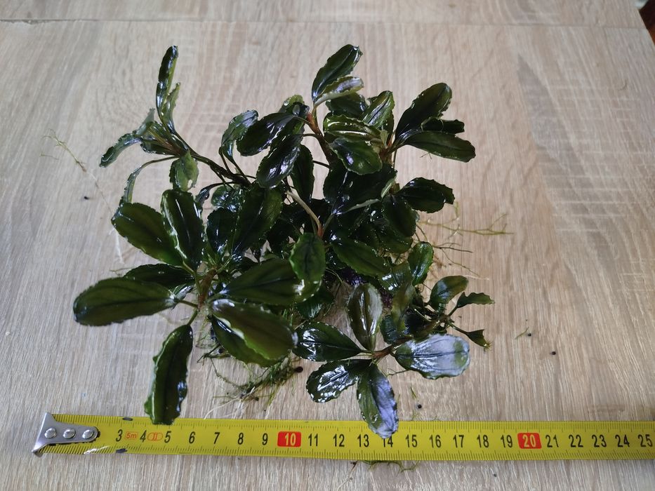 Bucephalandra red gaia, roślina do akwarium