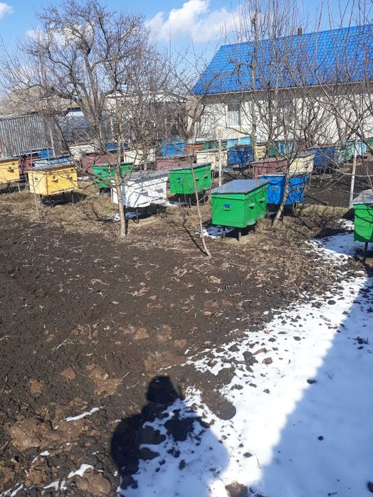 Продам Бжолопакети