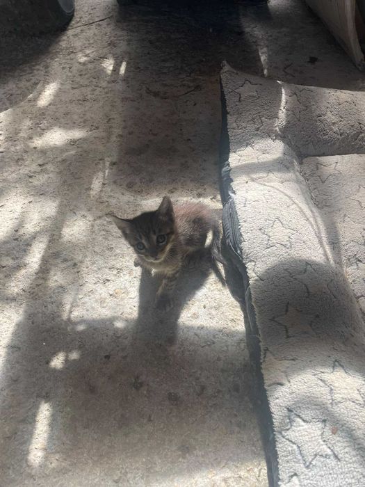 Gatinhos para adoção