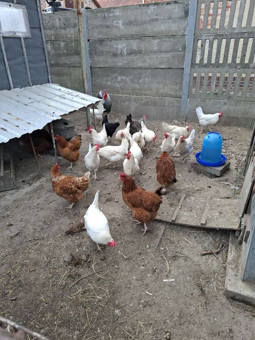 Kury nioski 1,5 roczne