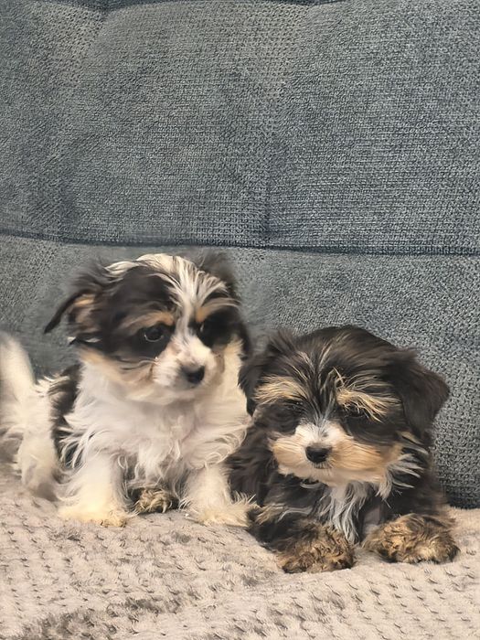 Yorkshire terrier biewer