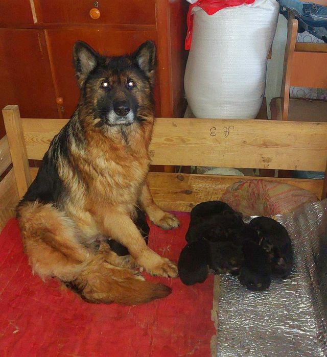 Німецька вівчарка