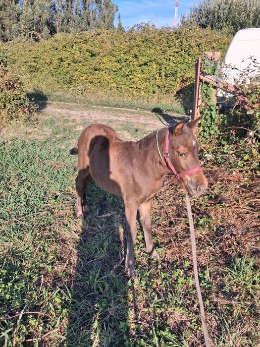 Ponei macho cinco meses