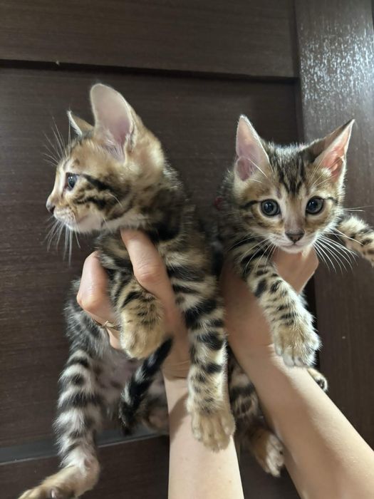 Продажа бенгальских котят