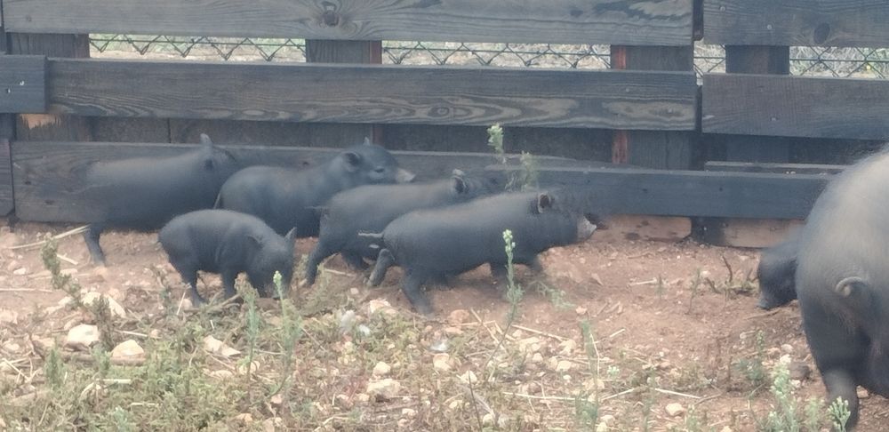 Mini pig nascidos a 06/08/2026