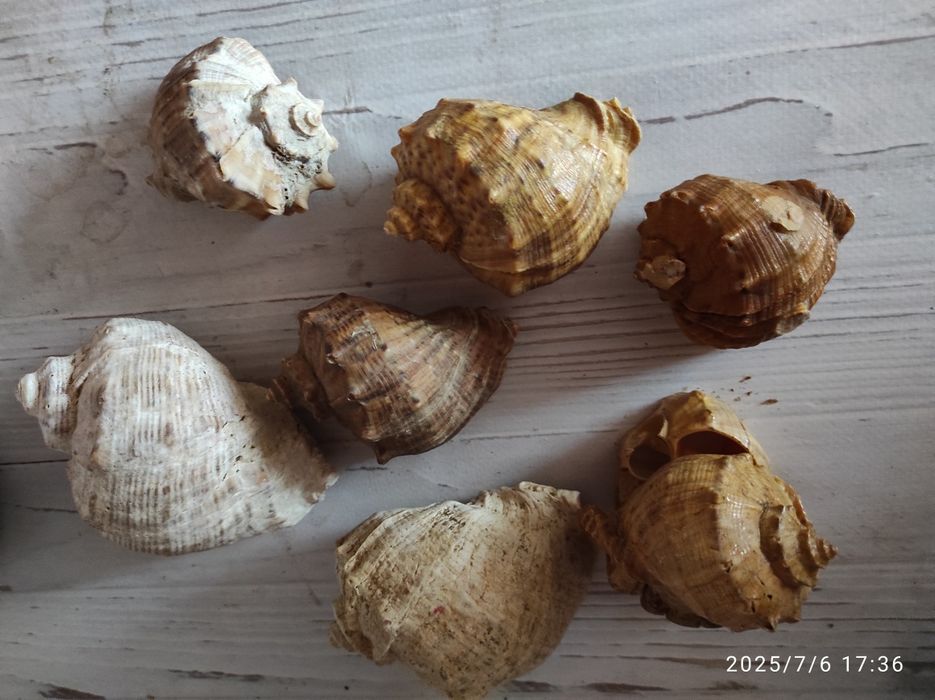 Морские ракушки 7 штук