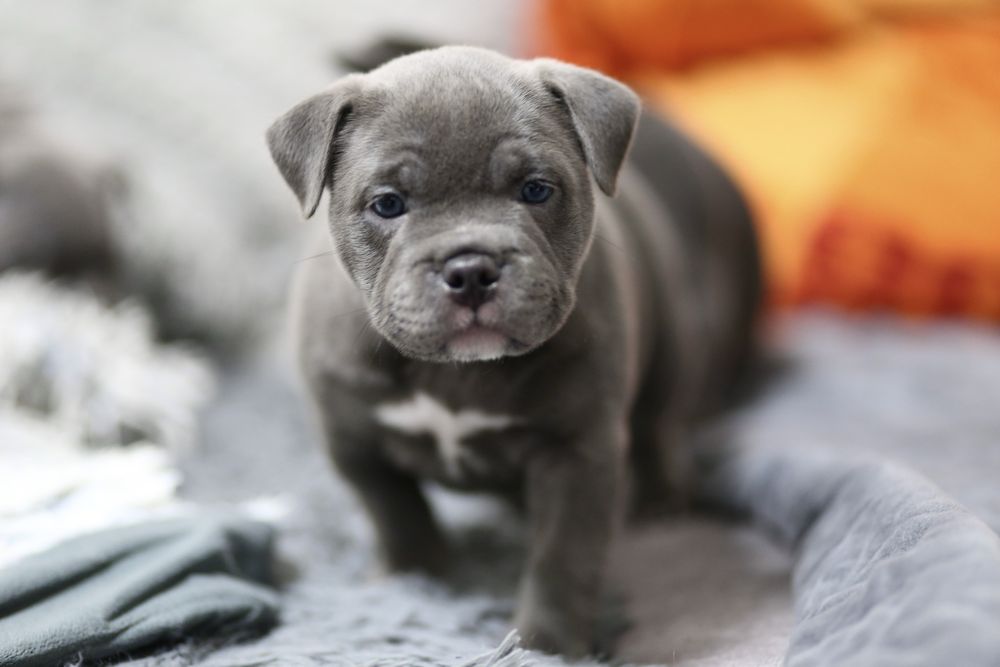 Амбулі , буллі .