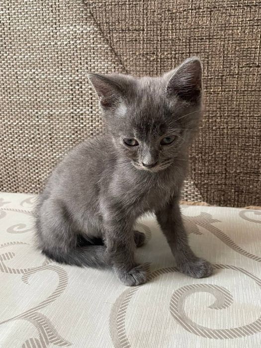 Продам кота напівбританця