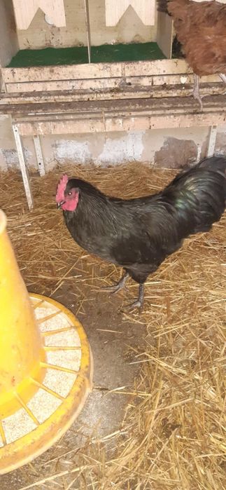 Kogut rasy AUSTROLORP.