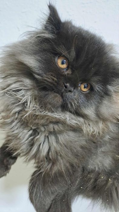 Wspaniały kocurek perski czeka na nowy dom