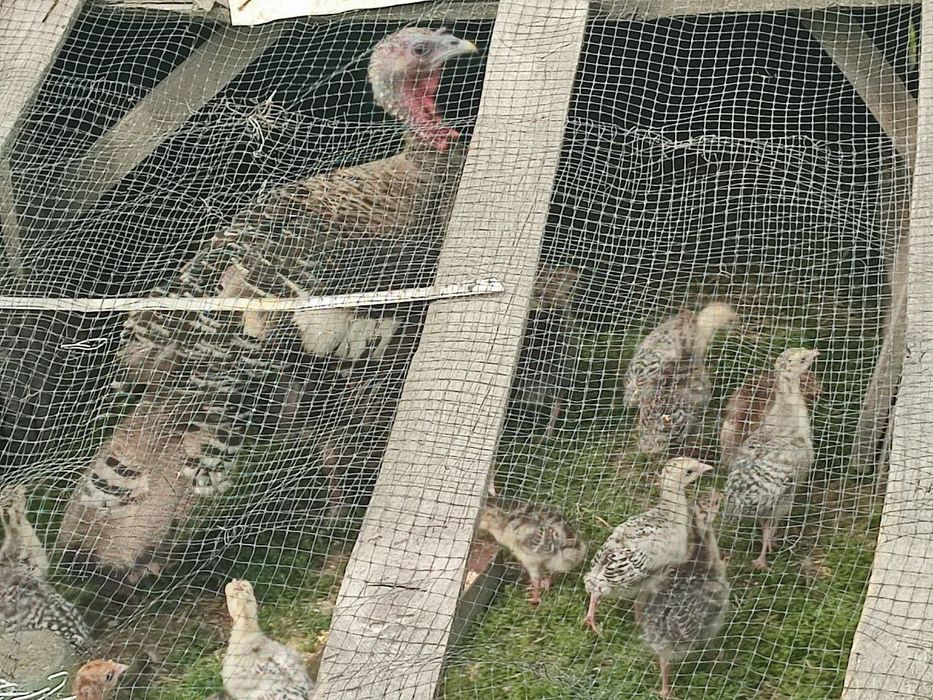 Продаю маленьких індиків