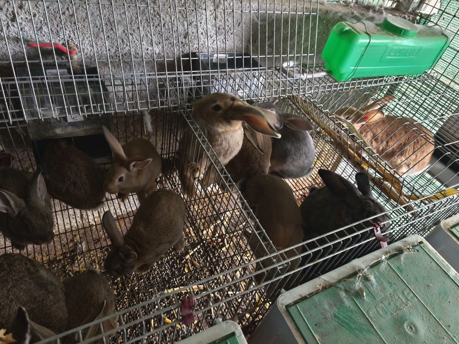 Coelhos caseiros gigantes Flanders