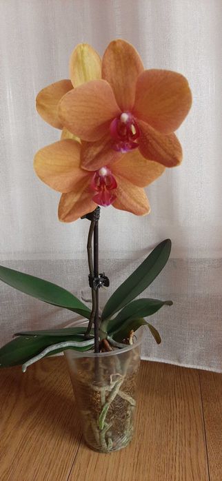 Фаленопсис орхидеи цветущие