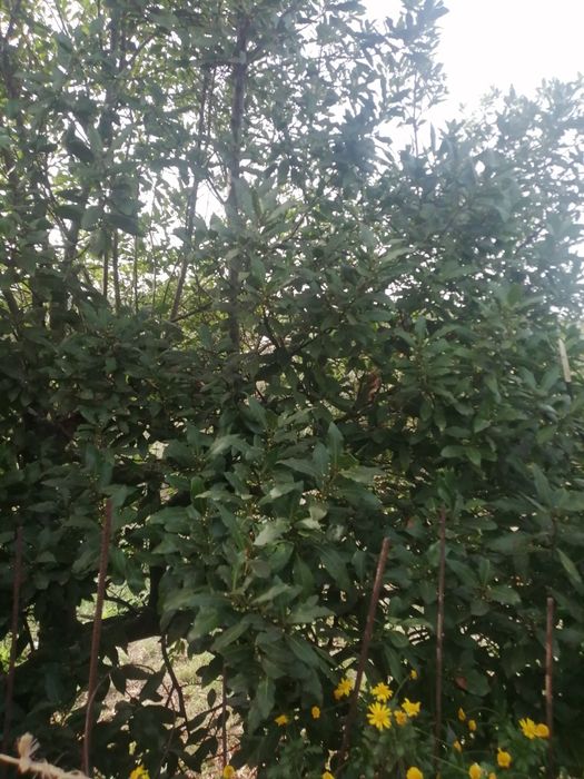 Chá lúcia-lima e folhas de louro para temperar os seus cozinhados