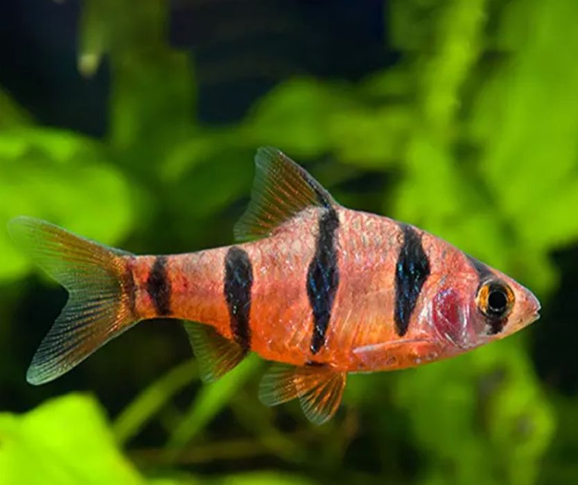 Brzanka Pięciopręga
