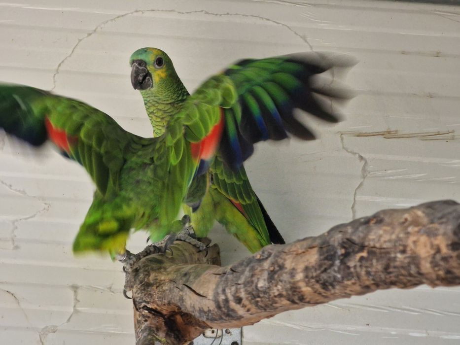 Amazonas aestiva