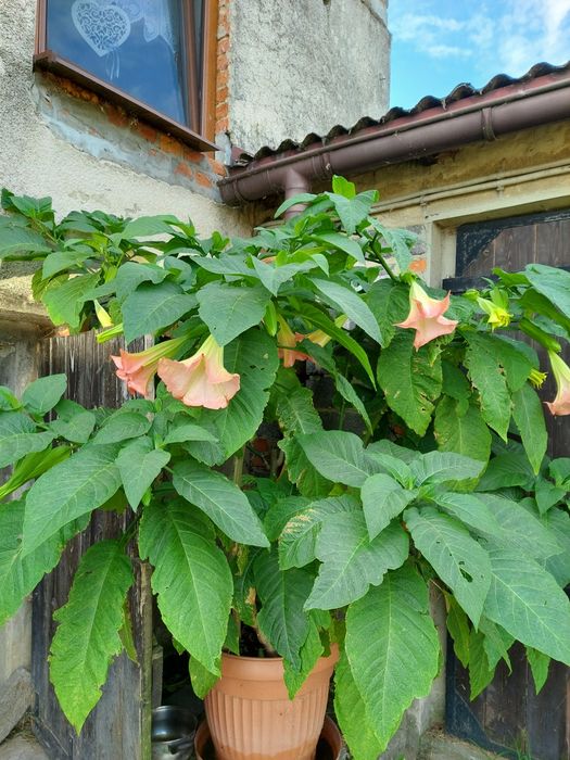 Datura    różowa