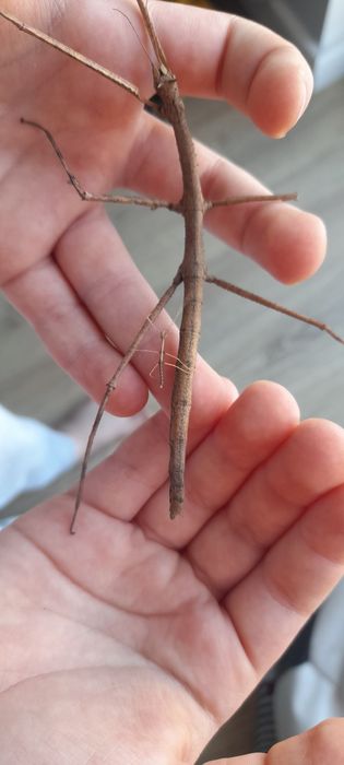 Małe patyczaki oddam