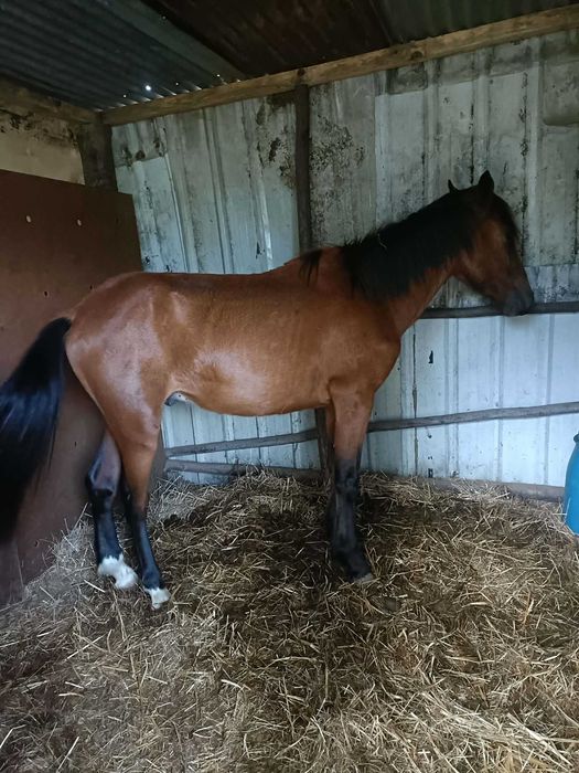 Vendo troco cavalo garrano