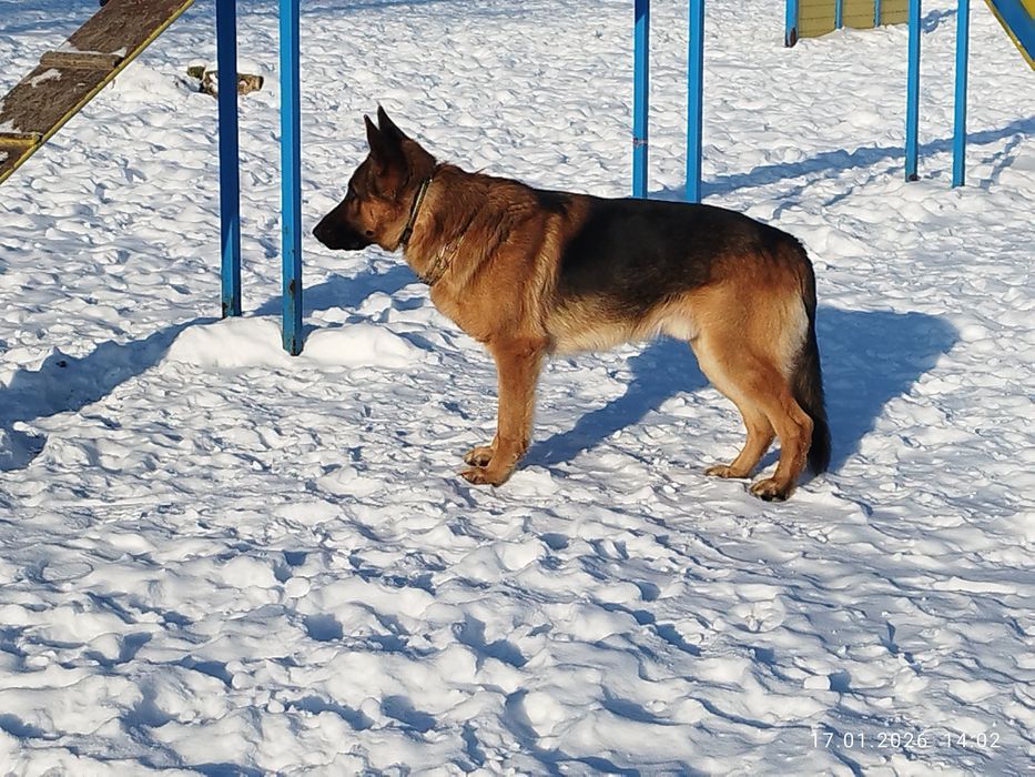 Кобель немецкая овчарка мальчик (вязка)