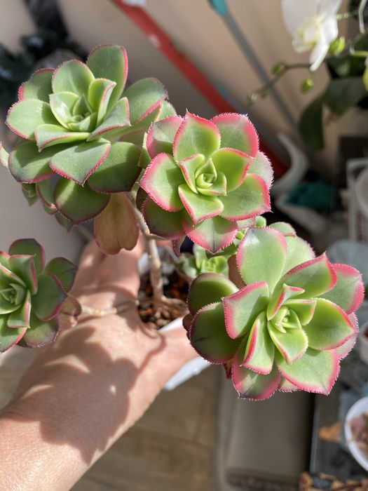 Ехеверія,паперомія,еоніум,пеларгонія марлезон2, пеларгонія Анна-Жанет