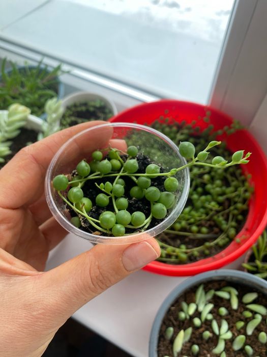 Сукулент хрестовнік роулі, отонна