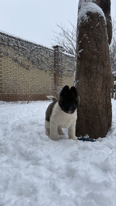 Американська акіта