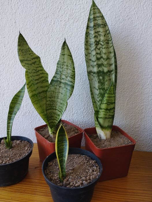 Espadas de São Jorge