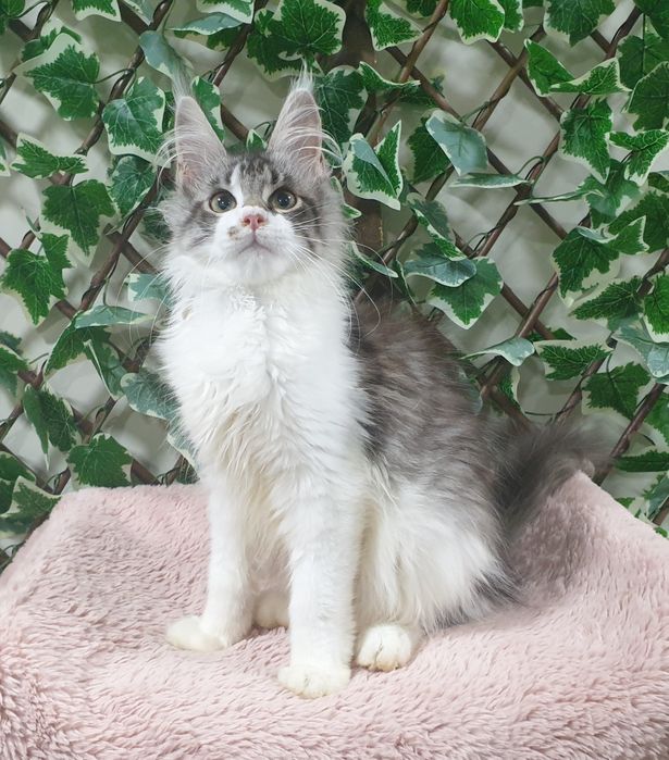 Fêmea Maine Coon com pedigree