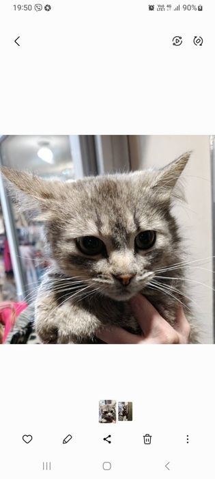 КІТ . В ДОБРІ РУКИ. Стерилізований.