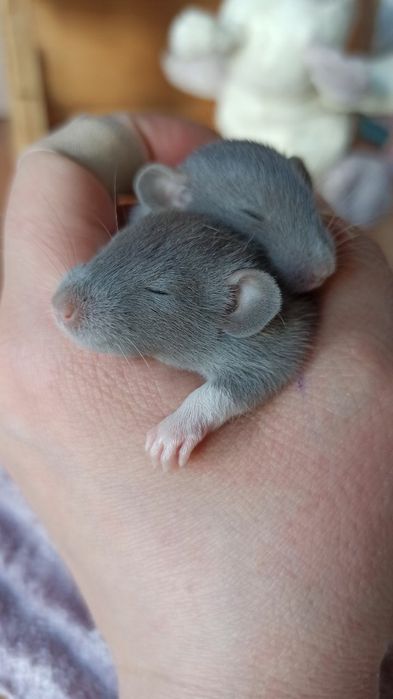 Криси дамбо, голубі дівчатка