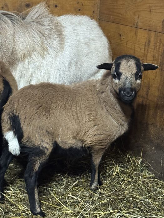 Barany i owce kameruńskie